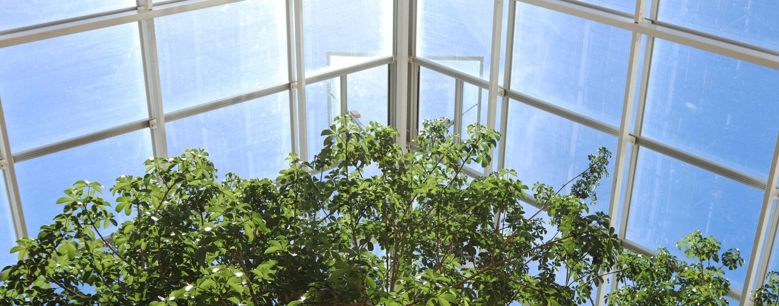 greenhouse effect