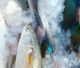 ice fishing